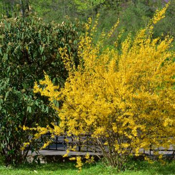 Forsythia intermedia Forbeesia - Forsitia