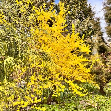 Forsythia intermedia Spectabilis