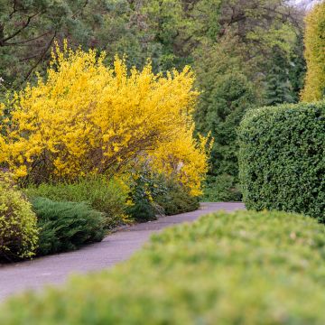 Forsythia intermedia Forbeesia - Forsitia
