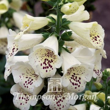 Digitalis purpurea Camelot Cream