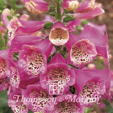 Digitalis purpurea Camelot Rose (semillas)