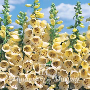 Digitalis purpurea Primrose Carousel
