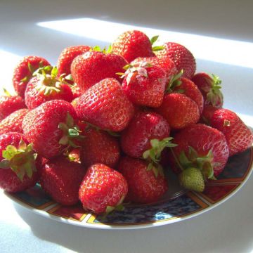 Fresa Gento