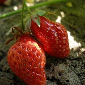 Fresa Rubis des Jardins