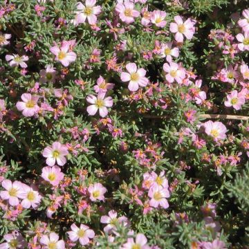Frankenia laevis - Brezo de mar