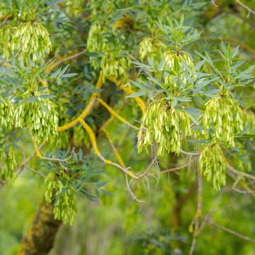Fresno de hoja estrecha - Fraxinus angustifolia
