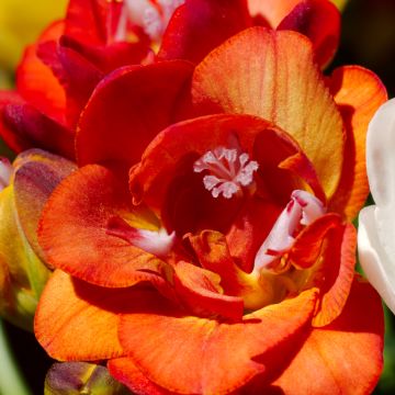 Freesia hybrida Double Red