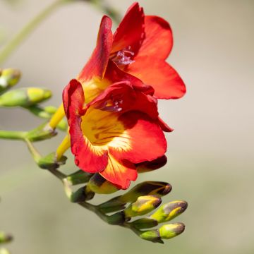 Freesia hybrida Simple Red