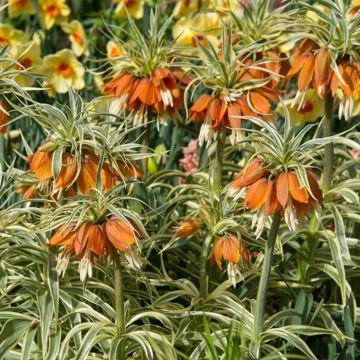 Fritillaria imperialis Argentea Variegata - Corona imperial