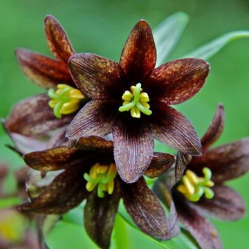 Fritillaria camschatcensis - Fritilaria de Kamchatka