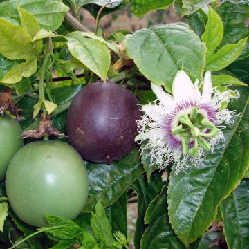 Maracuyá - Passiflora edulis
