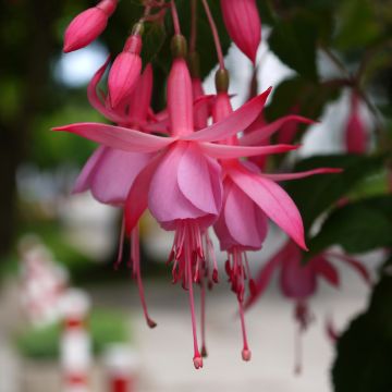 Fucsia Beacon rosa