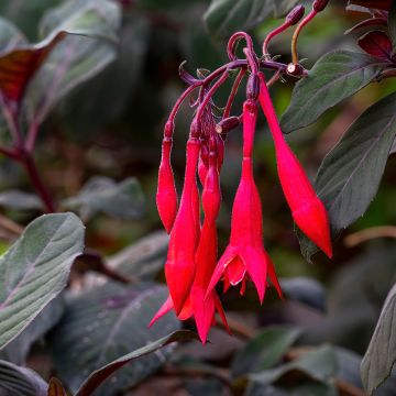 Fucsia triphylla Bush Gartenmeister Bonstedt