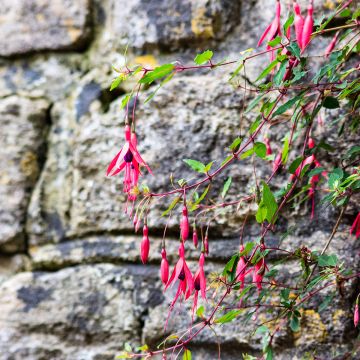 Fucsia Mrs Popple