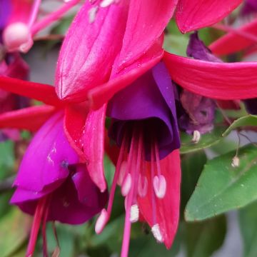 Fuchsia Summermelody Sunlope Magenta-Purple - Fucsia