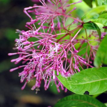 Fuchsia paniculata  - Fucsia