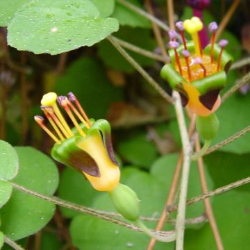 Fucsia procumbens