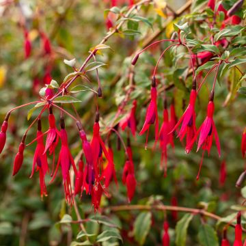 Fuchsia x regia Regal - Fucsia