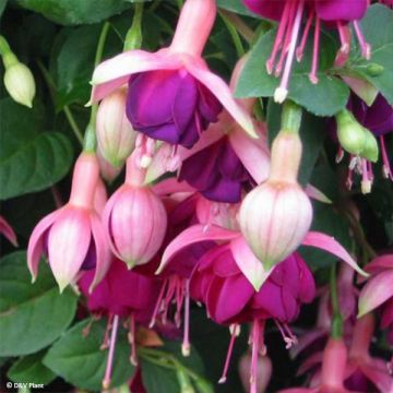 Fucsia Constance