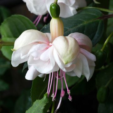 Fucsia resistente White King
