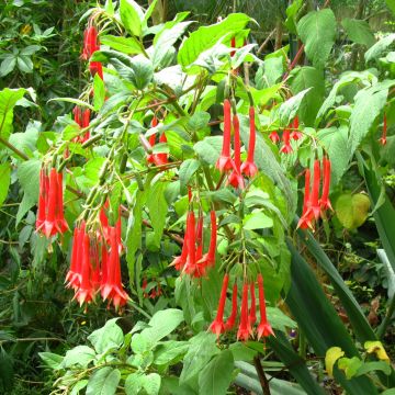 Fucsia triphylla
