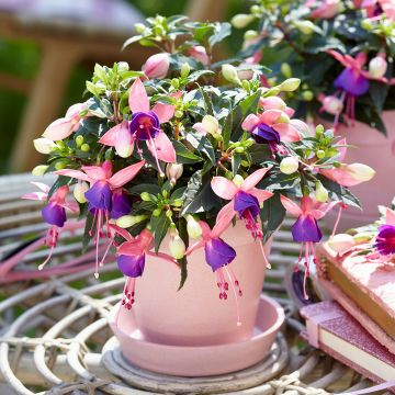 Fucsia Bella Mariska Fucsia Bella Mariska