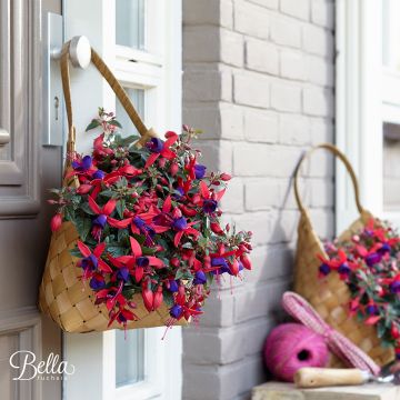 Fucsia Bella Sacha Fucsia Bella Sacha