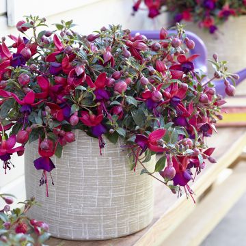 Fuchsia Bella Soila - Fucsia