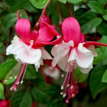 Fuchsia Jollies Madiran - Fucsia