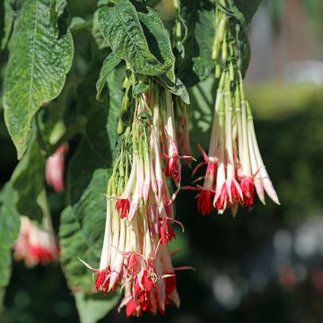 Fucsia boliviana Alba