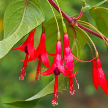 Fucsia hatschbachii