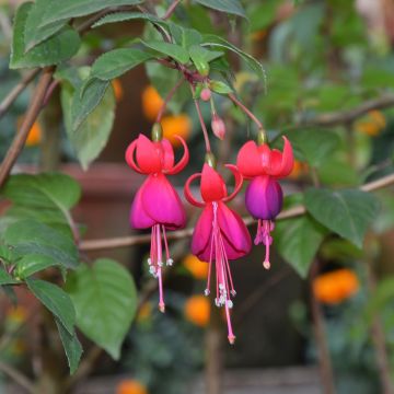 Fucsia Charming