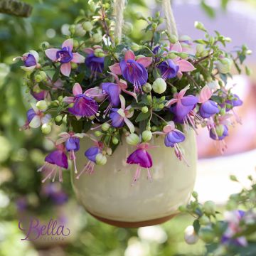 Fucsia Bella Diana Fucsia Bella Diana