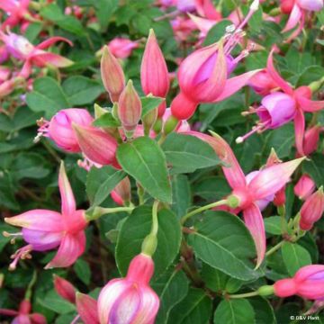 Fucsia Margaret