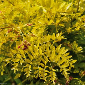 Gleditsia triacanthos Sunburst - Acacia de tres espinas