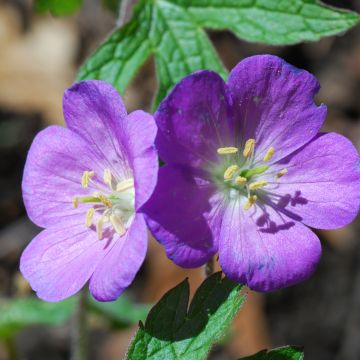 Geranio de prado Spinners - Geranium pratense