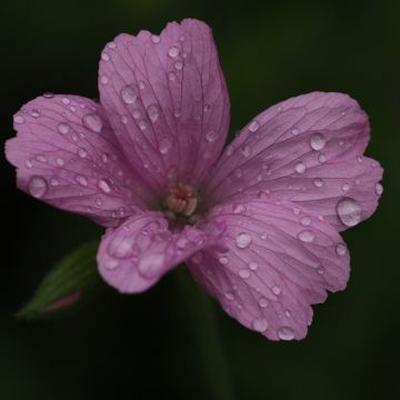 Geranio oxonianum Rosenlicht - Geranio vivaz
