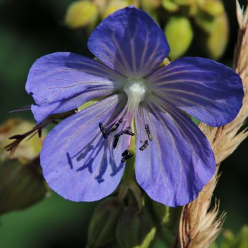 Geranio de prado Cluden Sapphire - Geranium pratense