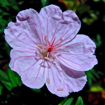 Geranio de sangre Compactum - Geranium sanguineum