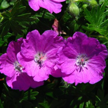 Geranio de sangre Max Frei - Geranium sanguineum