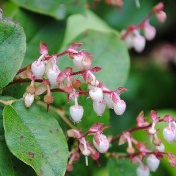 Gaultheria shallon - Salal Gaultheria shallon - Salal