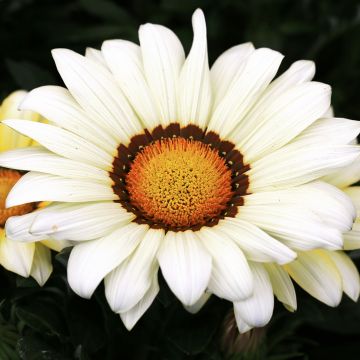 Gazania rigens New Day White
