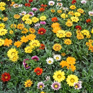 Gazania rigens Zany F1 Mixture (semillas)