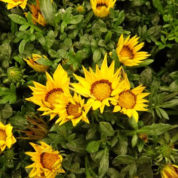 Semillas de Gazania Zany F1 Yellow (semillas pildoradas)
