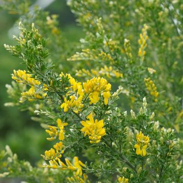 Retama negra Golden Sunlight - Cytisus scoparius