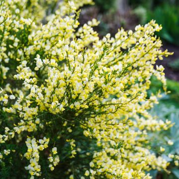 Retama negra Luna - Cytisus scoparius