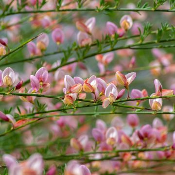 Retama negra Moyclare Pink - Cytisus scoparius