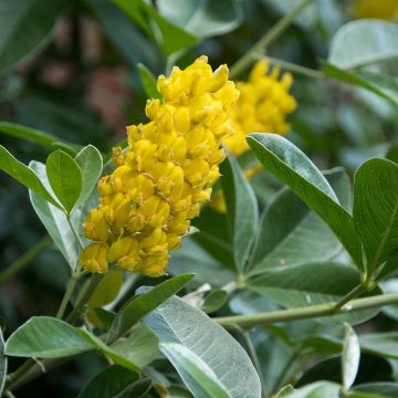 Cytisus battandieri - Cytisus piña