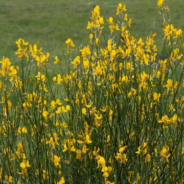Spartium junceum - Gayomba