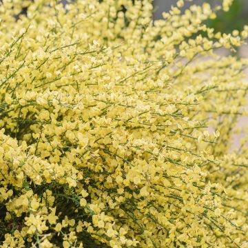 Cytisus praecox - Retama de colores